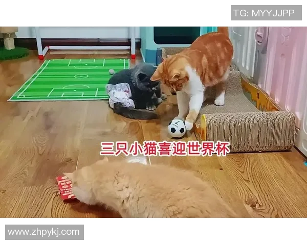 足球球星的宠物猫是什么品种它们在球场外的生活揭秘